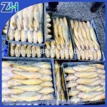 Good quality frozen fish yellow croaker from China